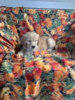 Garner , a male Golden Retriever for sale in Tyrone, PA – 5 of 5