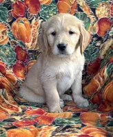 Gracie Girl, a female Golden Retriever for sale in Tyrone, PA – 3 of 5