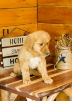 Gina, a female Golden Retriever for sale in Tyrone, PA – 2 of 3