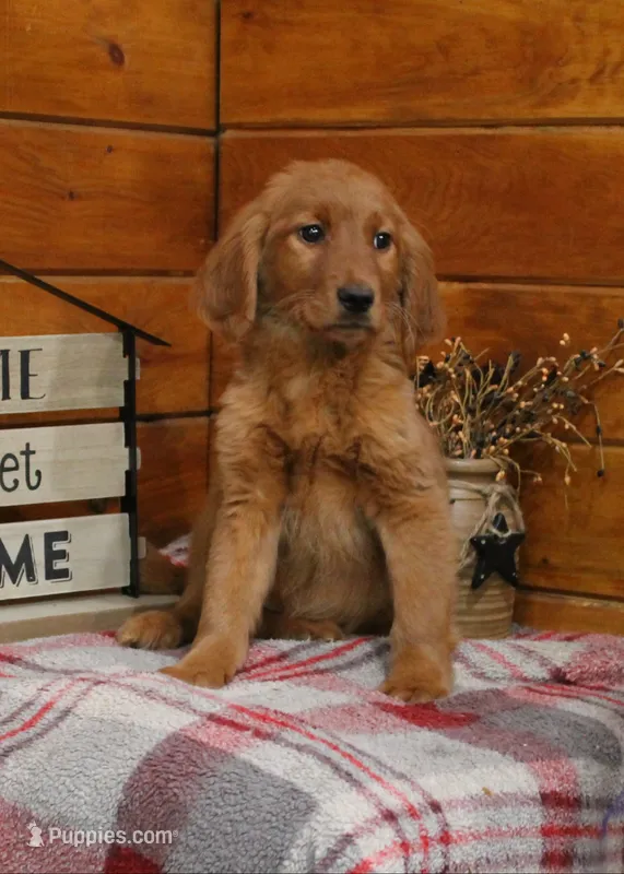Gabby – Golden Retriever puppy for sale in Tyrone, PA