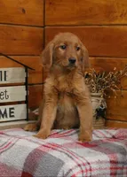 Gabby, a female Golden Retriever for sale in Tyrone, PA – 1 of 4