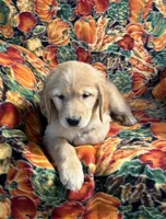 Gracie Girl, a female Golden Retriever for sale in Tyrone, PA – 5 of 5