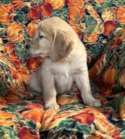Gracie Girl, a female Golden Retriever for sale in Tyrone, PA – 2 of 5