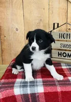 Bailey , a female Border Collie for sale in Tyrone, PA – Photo 3 of 4