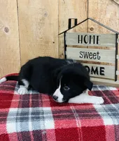 Bailey , a female Border Collie for sale in Tyrone, PA – Photo 4 of 4