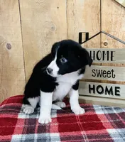 Bailey , a female Border Collie for sale in Tyrone, PA – Photo 2 of 4