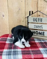 Bailey , a female Border Collie for sale in Tyrone, PA – Photo 1 of 4