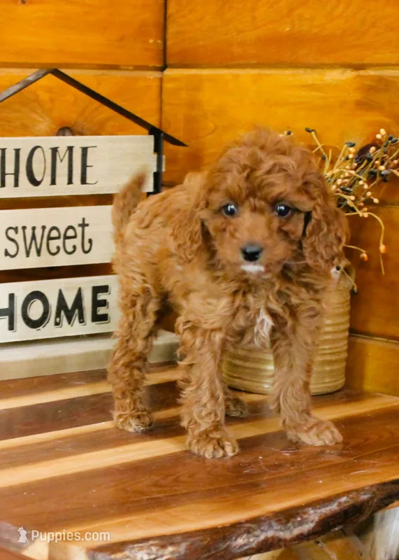 Darcy, a female Miniature Goldendoodle for sale in Tyrone, PA – 1 of 3