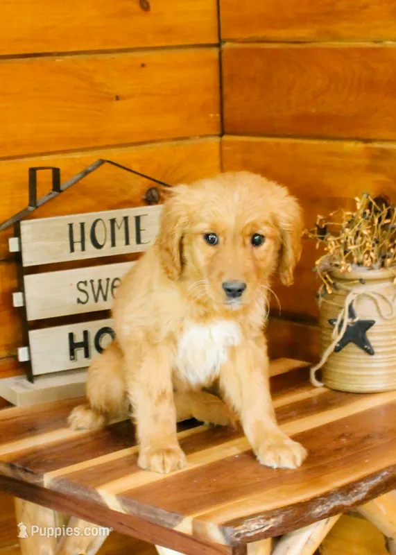 Gina – Golden Retriever puppy for sale in Tyrone, PA