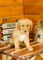 Gina, a female Golden Retriever for sale in Tyrone, PA – 1 of 3