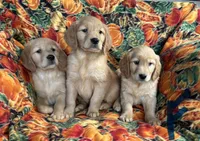 Gennie Girl, a female Golden Retriever for sale in Tyrone, PA – 5 of 5