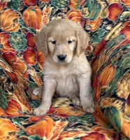 Gabbie Girl , a female Golden Retriever for sale in Tyrone, PA – 2 of 4