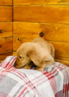Guyer, a male Golden Retriever for sale in Tyrone, PA – 2 of 2