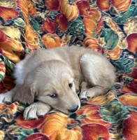 Gage , a male Golden Retriever for sale in Tyrone, PA – 4 of 4