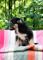 Misty, a female Miniature Australian Shepherd for sale in Tyrone, PA – 3 of 3