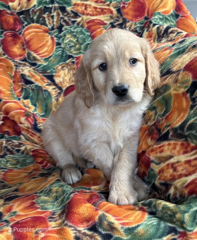 Gage  – Golden Retriever puppy for sale in Tyrone, PA