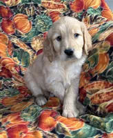 Gage , a male Golden Retriever for sale in Tyrone, PA – 1 of 4