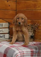 Gabby, a female Golden Retriever for sale in Tyrone, PA – 2 of 4
