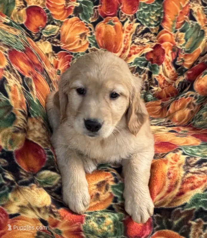 Gennie Girl – Golden Retriever puppy for sale in Tyrone, PA