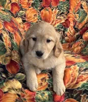 Gennie Girl, a female Golden Retriever for sale in Tyrone, PA – 1 of 5
