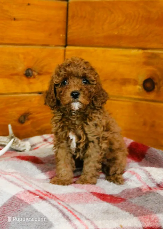 Dusty – Miniature Goldendoodle puppy for sale in Tyrone, PA