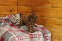 Darcy, a female Miniature Goldendoodle for sale in Tyrone, PA – 3 of 3
