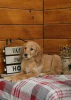 Genny, a female Golden Retriever for sale in Tyrone, PA – 2 of 3