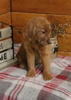 Gabby, a female Golden Retriever for sale in Tyrone, PA – 3 of 4