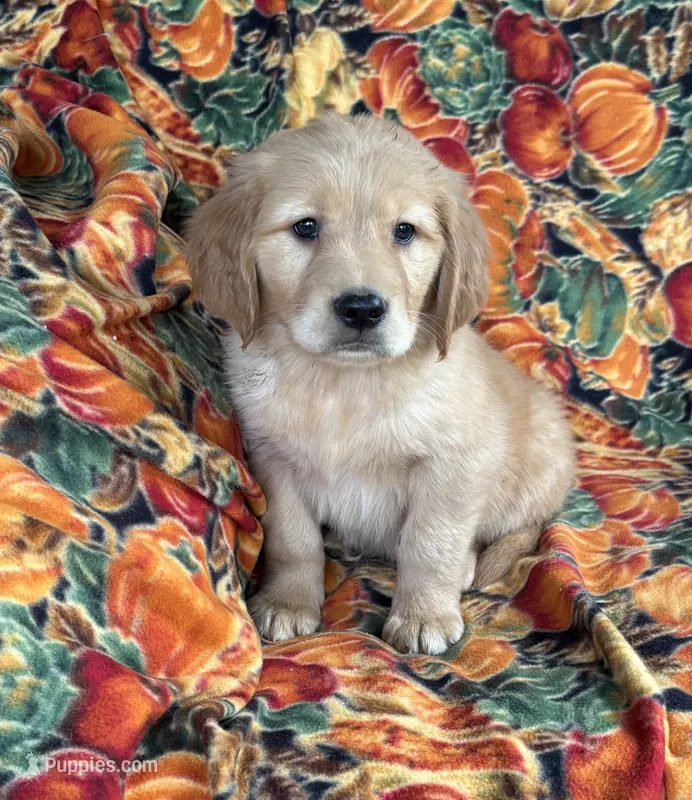 Gunner  – Golden Retriever puppy for sale in Tyrone, PA