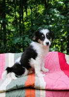 Max, a male Miniature Australian Shepherd for sale in Tyrone, PA – 2 of 3