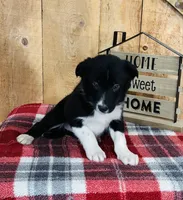 Brody , a male Border Collie for sale in Tyrone, PA – Photo 4 of 4