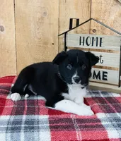 Brody , a male Border Collie for sale in Tyrone, PA – Photo 1 of 4