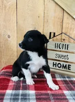 Brody , a male Border Collie for sale in Tyrone, PA – Photo 3 of 4