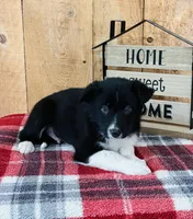 Brody , a male Border Collie for sale in Tyrone, PA – Photo 2 of 4