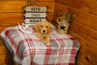 Rusty, a male Golden Retriever for sale in Tyrone, PA – 2 of 3