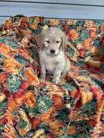 Gunner , a male Golden Retriever for sale in Tyrone, PA – 5 of 6