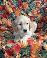 Gage , a male Golden Retriever for sale in Tyrone, PA – 2 of 4