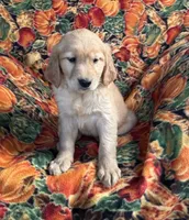 Gennie Girl, a female Golden Retriever for sale in Tyrone, PA – 3 of 5