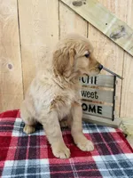 Gander , a male Golden Retriever for sale in Tyrone, PA – Photo 2 of 4