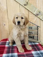 Gander , a male Golden Retriever for sale in Tyrone, PA – Photo 1 of 4