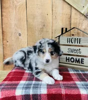 Bandit Blue Eyes, a male Border Collie for sale in Tyrone, PA – Photo 4 of 5