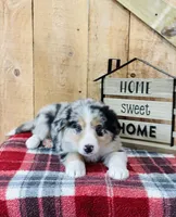 Bandit Blue Eyes, a male Border Collie for sale in Tyrone, PA – Photo 3 of 5