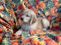 Garner , a male Golden Retriever for sale in Tyrone, PA – 4 of 5