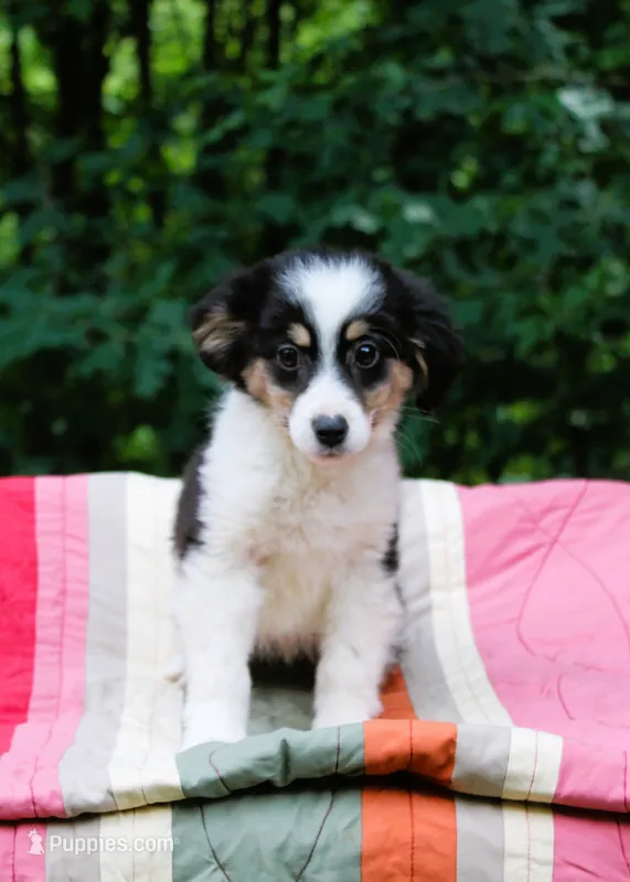 Max – Miniature Australian Shepherd puppy for sale in Tyrone, PA