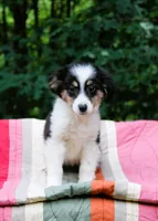 Max, a male Miniature Australian Shepherd for sale in Tyrone, PA – 1 of 3