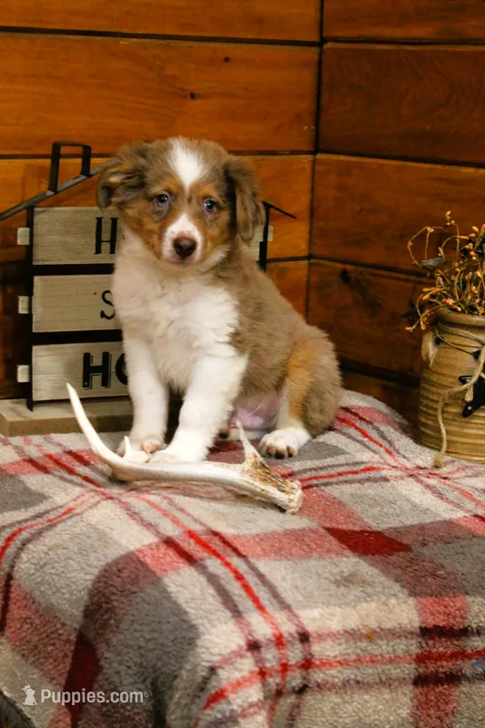 Marshall Blue Eyes – Miniature Australian Shepherd puppy for sale in Tyrone, PA