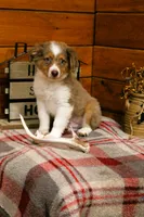 Marshall Blue Eyes, a male Miniature Australian Shepherd for sale in Tyrone, PA – 1 of 2