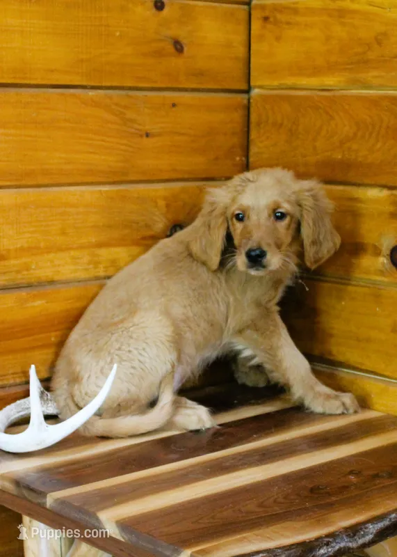Guyer – Golden Retriever puppy for sale in Tyrone, PA
