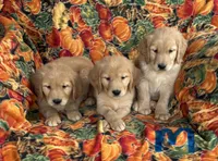 Gunner , a male Golden Retriever for sale in Tyrone, PA – 6 of 6