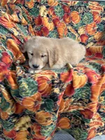 Gunner , a male Golden Retriever for sale in Tyrone, PA – 3 of 6